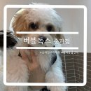 버블독스송파