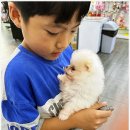 베베펫 천안 강아지분양 고양이분양 이미지