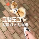 경용농장 | 그램도그 강아지리드목줄 소형견 목줄 후기 포메
