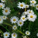 장군산 영평사 구절초꽃축제 2017 이미지