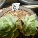 니크 카카오 검색결과