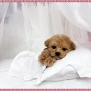 마마스미독 강아지분양 인천점 이미지