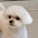 토비애견미용 이미지