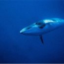 고래의꿈 이미지