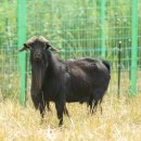 염소연구소 이미지