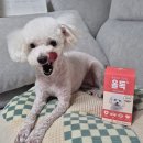 푸들 강아지영양제추천, 올독 프리미엄 종합영양제 건강 관리 후기