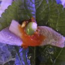 미도상회 이미지