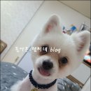 꽃보다개냥 이미지