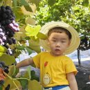 약대농장 이미지