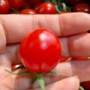 뚝심농장2 이미지