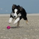 마이펫동물약국 이미지