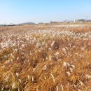 신성리갈대밭 함평국화축제 내장산 단풍 이미지