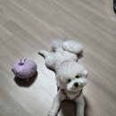 온달 그루밍 이미지
