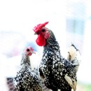 자연건강드림 이미지