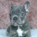 신짱켄넬 이미지