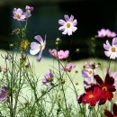 한장미아파트 이미지