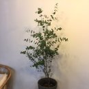 에이브레 이미지