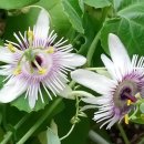 모리폴리 이미지