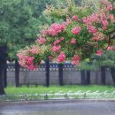 배롱나무거리 이미지