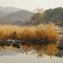 ◆(사진)탄천 겨울풍경 & ◆경복궁 설경 & ◆산사나무와 석탑 이미지