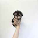 양평특수견 | 양평강아지분양 몰키 직접 보고 결정한 진짜 후기