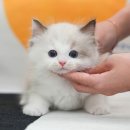 똥강아지 김해 강아지분양 고양이분양 | 김해고양이분양 이후 궁금증을 해결했어요