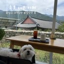 다온 디저트 베이커리 | 나솔사계 촬영지 설악산뷰, 속초 애견동반 카페 다온