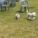 선샤인 반려견 유치원 이미지