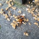 지리산해달원 이미지