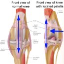 천안모아동물병원 이미지