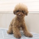 펫뷰티샵 페이보릿 이미지