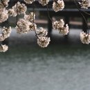 순천 동천의 벚꽃 이미지