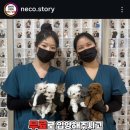 네코스토리(인천 청라점) 강아지 고양이 무료 보호 무료 입양 | 강아지 분양, 무료
