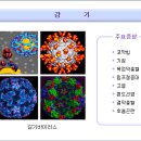 감기란?... www.cuckorea.com www.hani.tv 이미지