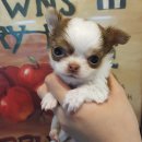 와와멍# 이미지