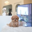 부산애견호텔 강아지유치원 펫퍼센트&코모네하우스 이미지