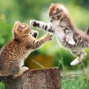 똥꼬발랄 이미지