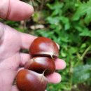 시몬농장 이미지