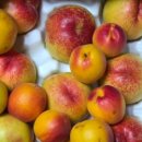 홍백농장 이미지