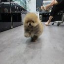 이쁘개 건강하개 이미지