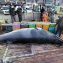 울진해양경찰서 이미지