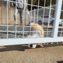 캠프 뽀미에 이미지