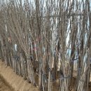 화성-장안-장안 8호 이미지