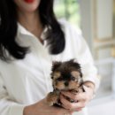 우아퍼피 이미지