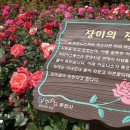 장미매점 이미지