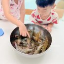 강서수산시장 새우 흥한수산 대박적