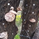 서열농장 이미지