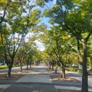 시청앞 가로수길 이미지