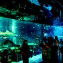 코엑스아쿠아리움 이미지