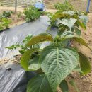 대광농장 이미지